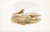Anthus pratensis. Meadow-Pipit, or Titlark.
