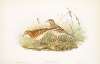 Anthus Richardi. Richard’s Pipit.