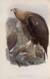 Aquila chrysaëtos. Golden Eagle.