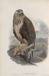 Archibuteo lagopus. Rough-legged Buzzard