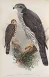 Astur palumbarius. Goshawk.