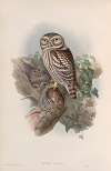 Athene noctua. Little Owl.