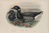 Bernicla brenta. Brent Goose