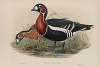 Bernicla ruficollis. Red-breasted Goose