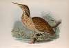 Botaurus lentiginosus. American Bittern.