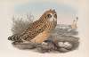 Brachyotus palustris Short-eared Owl.