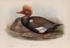Branta rufina. Red-crested Duck.