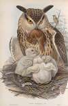 Bubo maximus. Eagle Owl.