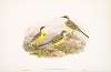 Budytes cinereocapilla. Grey-capped Wagtail.