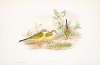 Budytes flava. Grey-headed Wagtail.