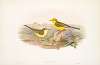 Budytes Rayi. Yellow Wagtail.