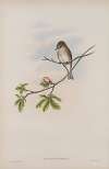 Butalis grisola. Spotted Flycatcher