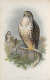 Buteo vulgaris. Common Buzzard.
