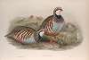 Caccabis rubra. Red-legged Partridge.