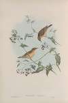 Calamodyta aquatica. Aquatic Warbler.