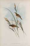 Calamodyta phragmitis. Sedge Warbler, or Chat.