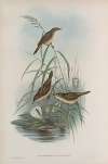 Calamoherpe arundinacea. Reed-Warbler.