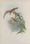 Calamoherpe palustris. Marsh-Warbler.