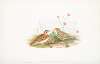 Calandrella brachydactyla. Short-toed Lark.