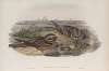 Caprimulgus europæus. Nightjar, or Goatsucker.