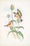 Carduelis elegans. Goldfinch.