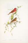Carpodacus erythrinus. Scarlet Bullfinch.