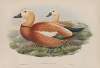 Casarca rutila. Ruddy Sheldrake.