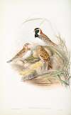 Centrophanes lapponica. Lapland Bunting.