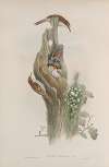 Certhia familiaris. Tree-Creeper.