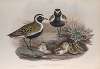 Charadrius pluvialis. Summer plumage. Golden Plover (summer plumage).