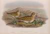 Charadrius pluvialis. Winter plumahe. Golden Plover (winter plumage).