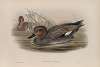 Chaulelasmus strepera. Gadwall.