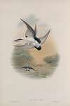 Chelidon urbica. House-Martin.