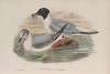 Chroicocephalus philadelphia. Bonaparte’s Gull.