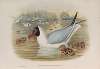 Chroicocephalus ridibundus. Black-headed Gull.