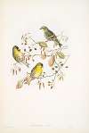 Chrysomitris spinus. Siskin.