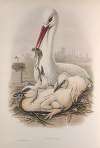 Ciconia alba. Stork.