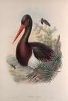 Ciconia nigra. Black Stork.
