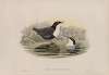 Cinclus malanogaster. Black-bellied Water-Ouzel.