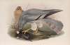Circus cinerascens. Ash-colored Harrier.