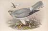 Circus cyaneus. Hen Harrier.