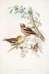 Coccothraustes vulgaris. Hawfinch.