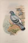 Columba livia. Rock-Pigeon.
