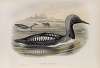 Colymbus arcticus. Black-throated Diver.