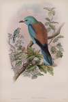 Coracias garrula. Roller.