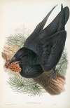 Corvux corax. Raven.