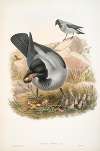 Corvux cornix. Hooded Crow.