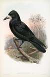 Corvux frugilegus. Rook.