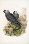 Corvux monedula. Jackdaw.