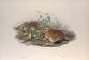 Coturnix communis. Common Quail.